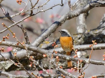 2021年2月20日(土) 井頭公園の野鳥観察記録