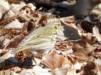 Olive-backed Pipit 井頭公園 Sat, 2/20/2021