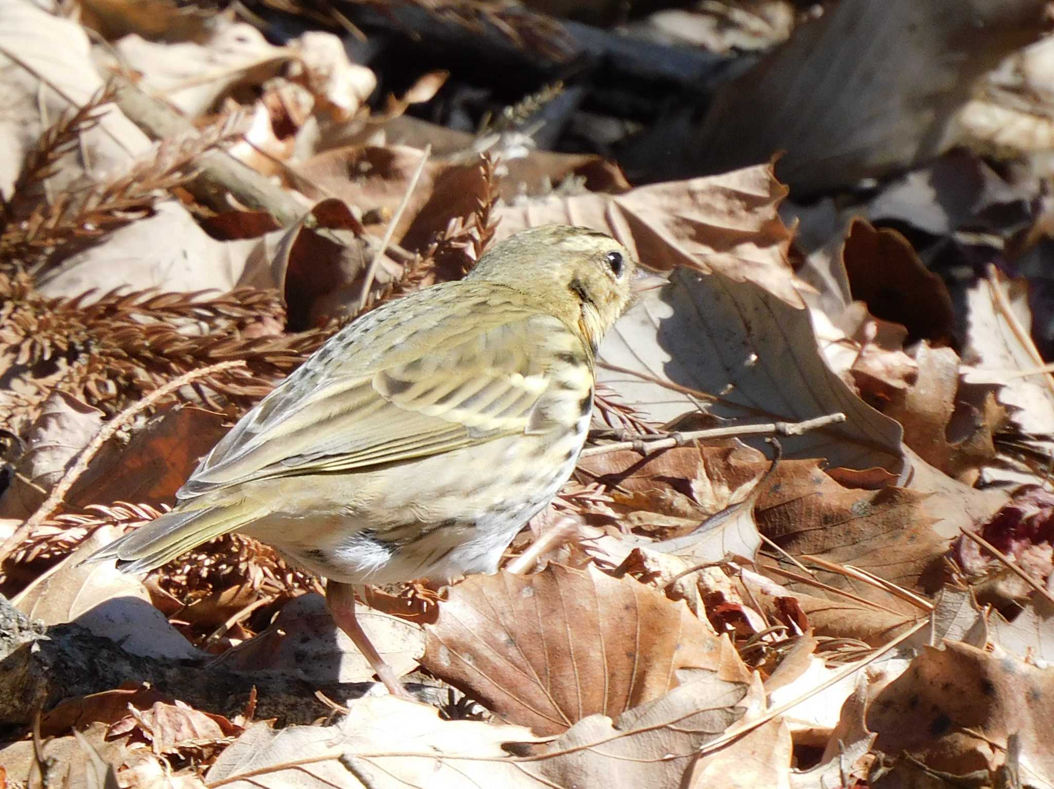 Olive-backed Pipit