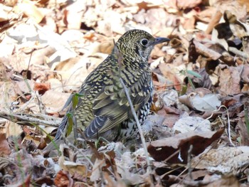 White's Thrush 井頭公園 Sat, 2/20/2021