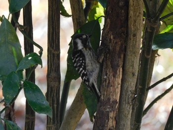 Japanese Pygmy Woodpecker 井頭公園 Sat, 2/20/2021