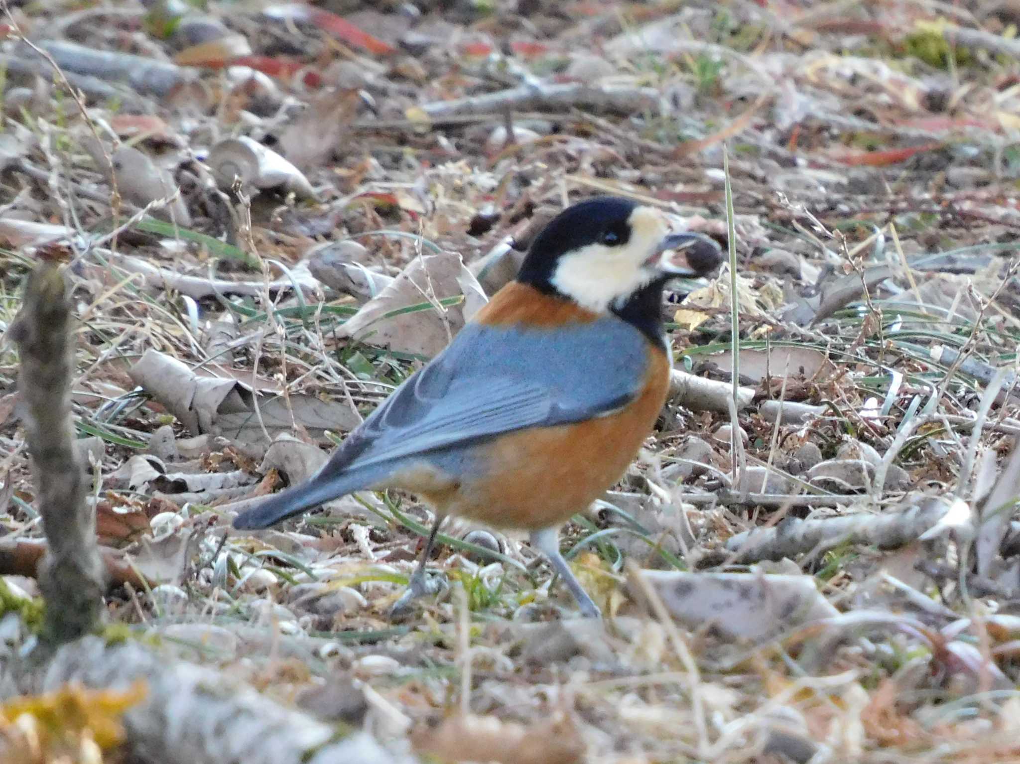 Varied Tit