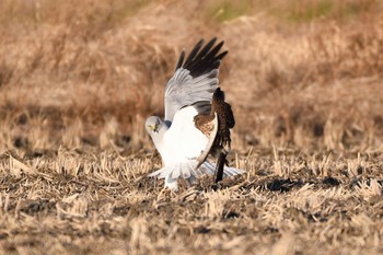 Hen Harrier 愛知県弥富市 Thu, 12/29/2016