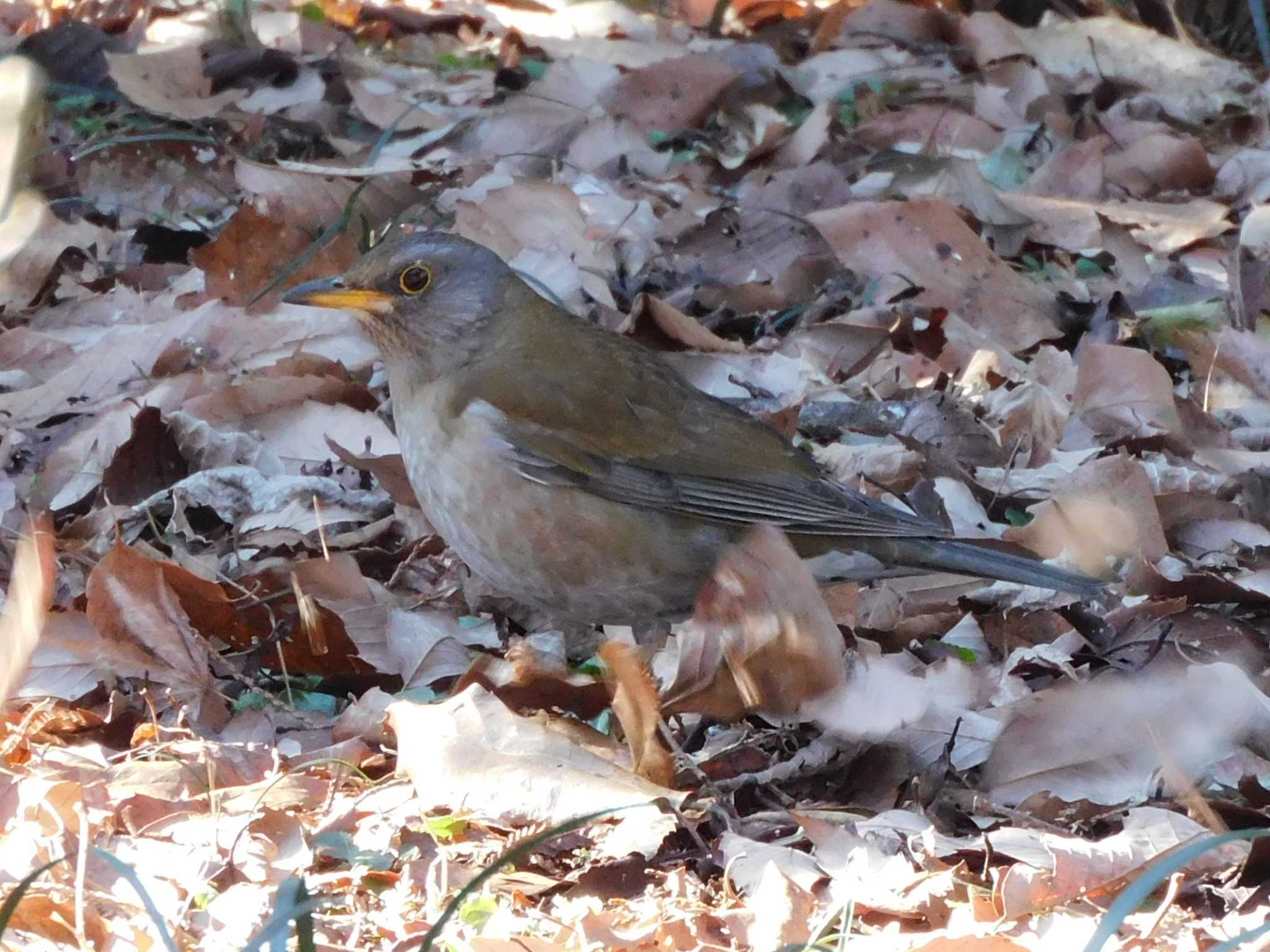 Pale Thrush