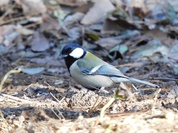 Japanese Tit 井頭公園 Sat, 2/20/2021