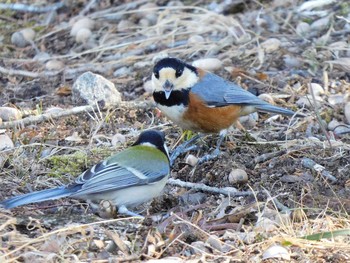 Varied Tit 井頭公園 Sat, 2/20/2021