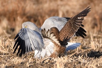 Hen Harrier 愛知県弥富市 Thu, 12/29/2016