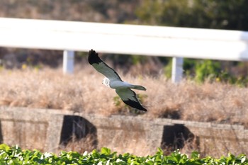 ハイイロチュウヒ 愛知県弥富市 2016年12月29日(木)