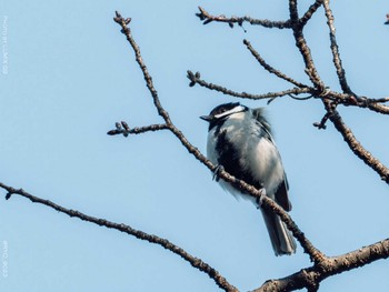 シジュウカラ 井の頭恩賜公園 2021年2月25日(木)