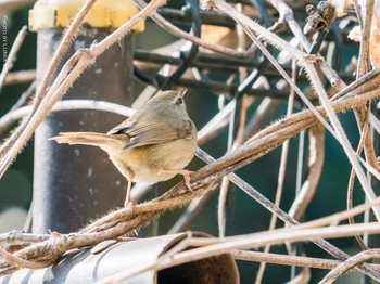 ウグイス 井の頭恩賜公園 2021年2月25日(木)