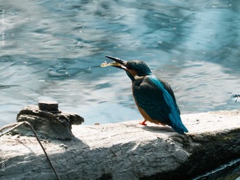 カワセミ 井の頭恩賜公園 2021年2月25日(木)