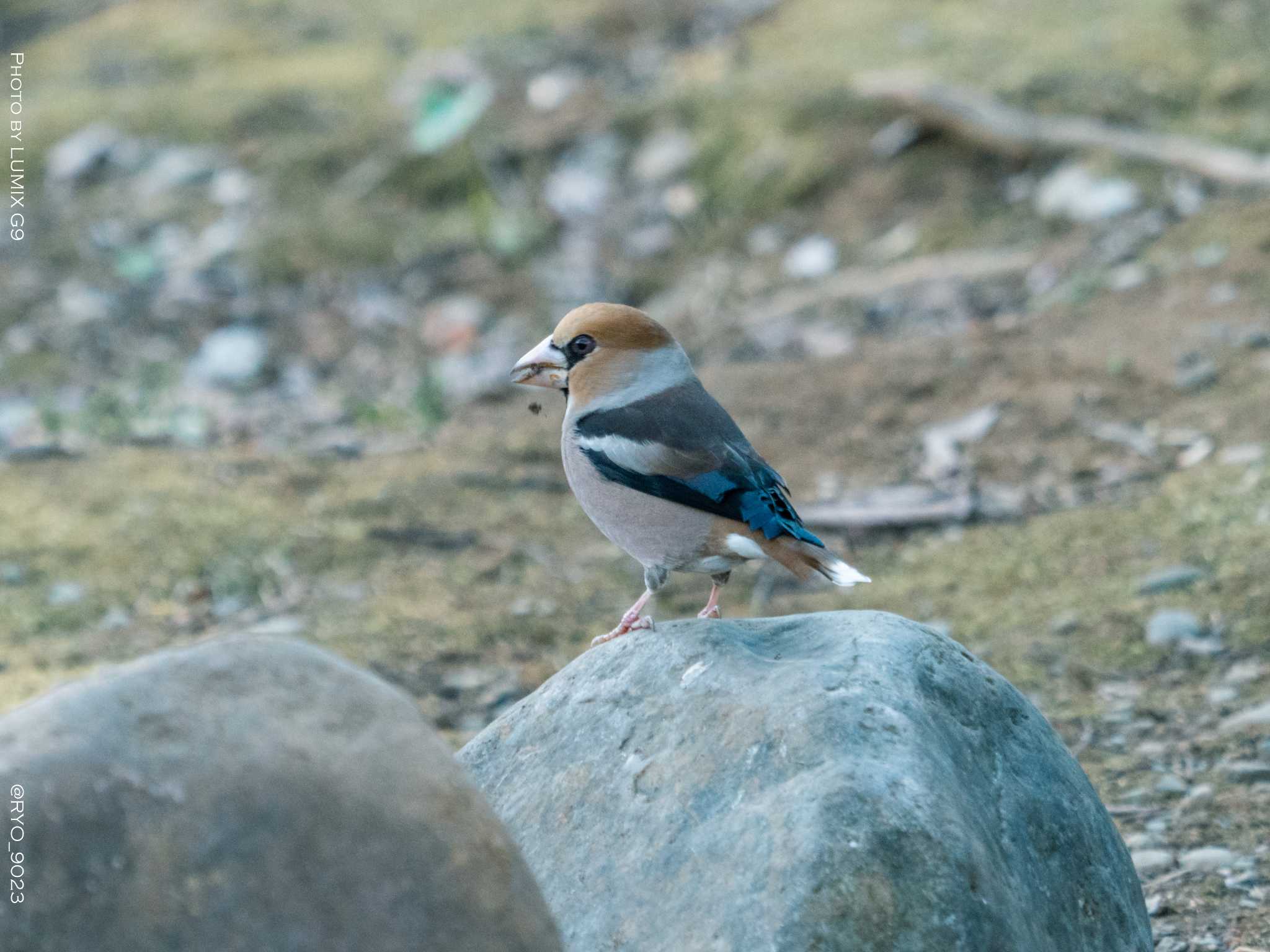 井の頭恩賜公園 シメの写真