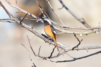 Daurian Redstart 愛知県弥富市 Mon, 1/9/2017