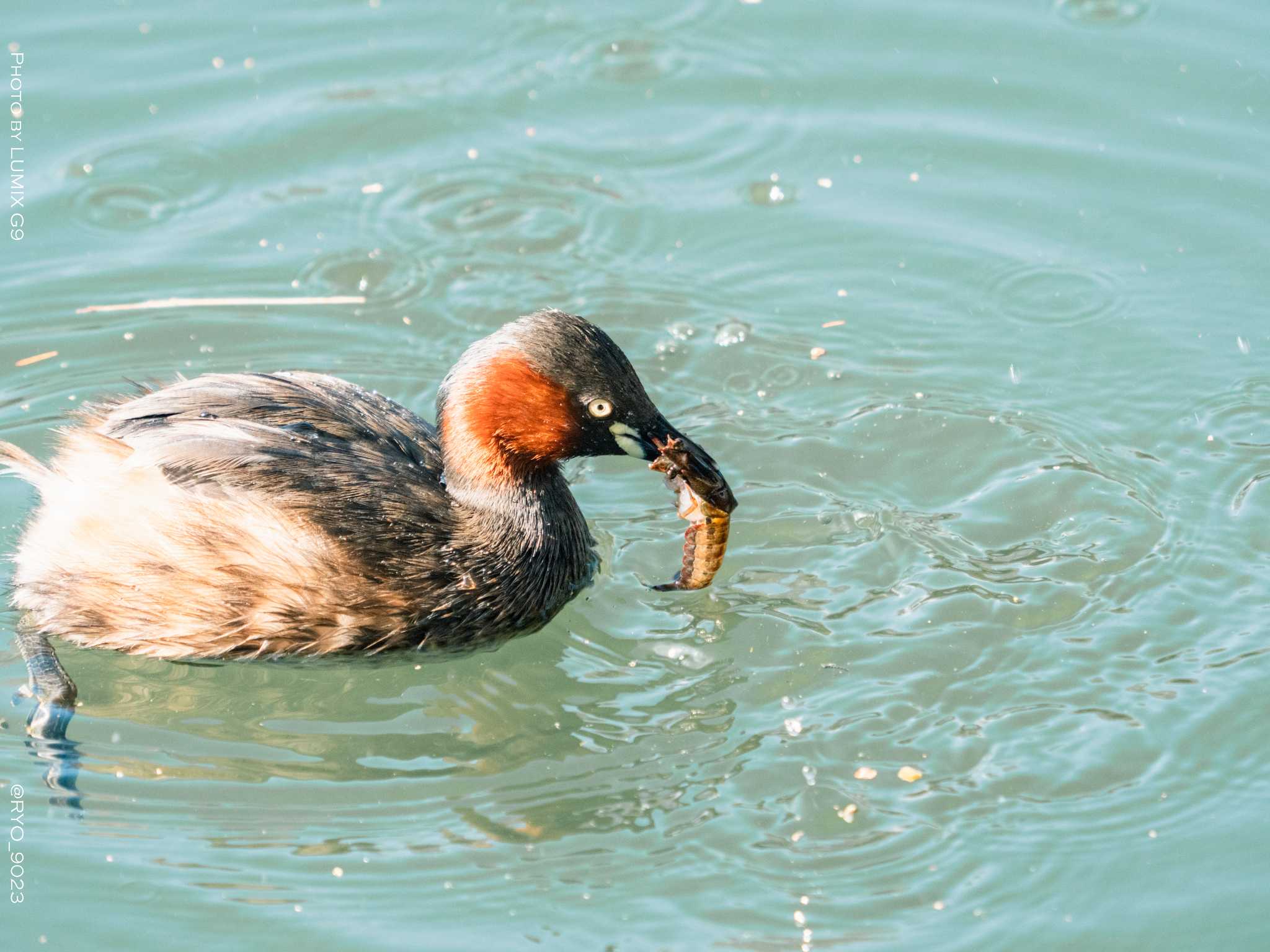 井の頭恩賜公園 カイツブリの写真