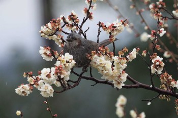 Brown-eared Bulbul 嵯峨野 Fri, 2/26/2021