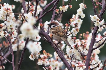 Eurasian Tree Sparrow 嵯峨野 Fri, 2/26/2021