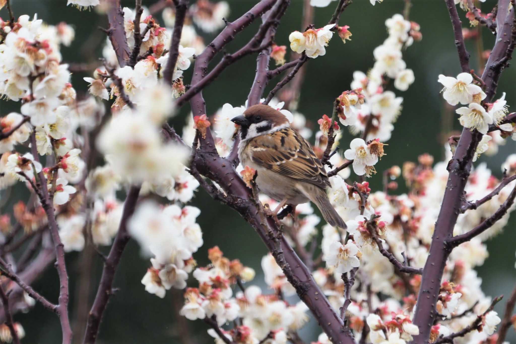 嵯峨野 スズメの写真 by Taro's Photo