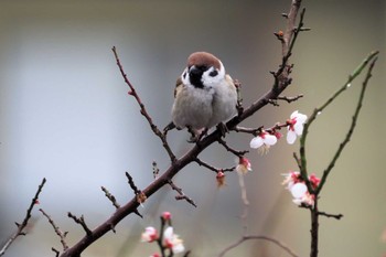 Eurasian Tree Sparrow 嵯峨野 Fri, 2/26/2021