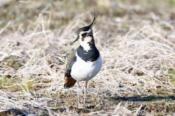 タゲリ 愛知県弥富市 2017年1月9日(月)