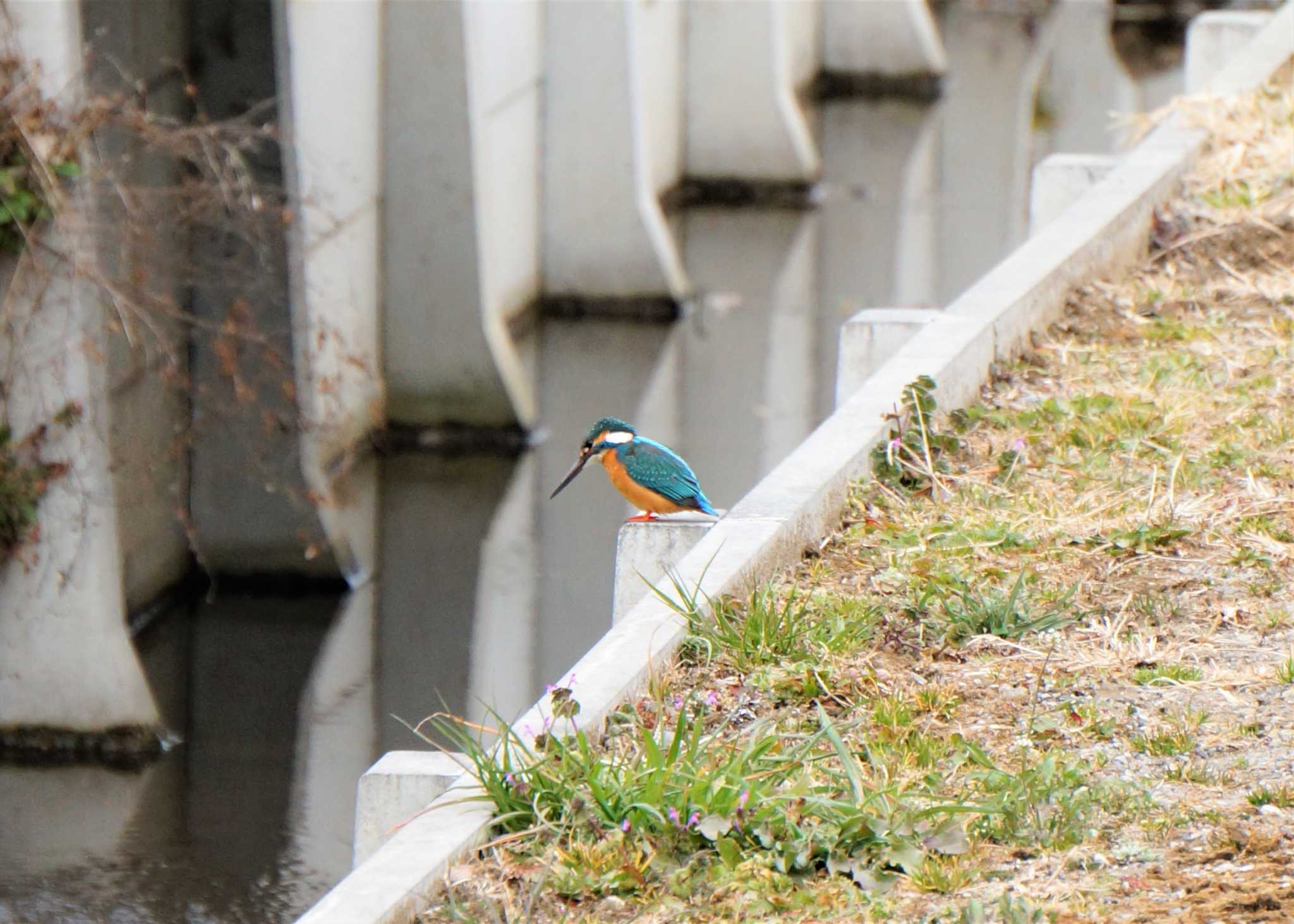 見沼たんぼ カワセミの写真