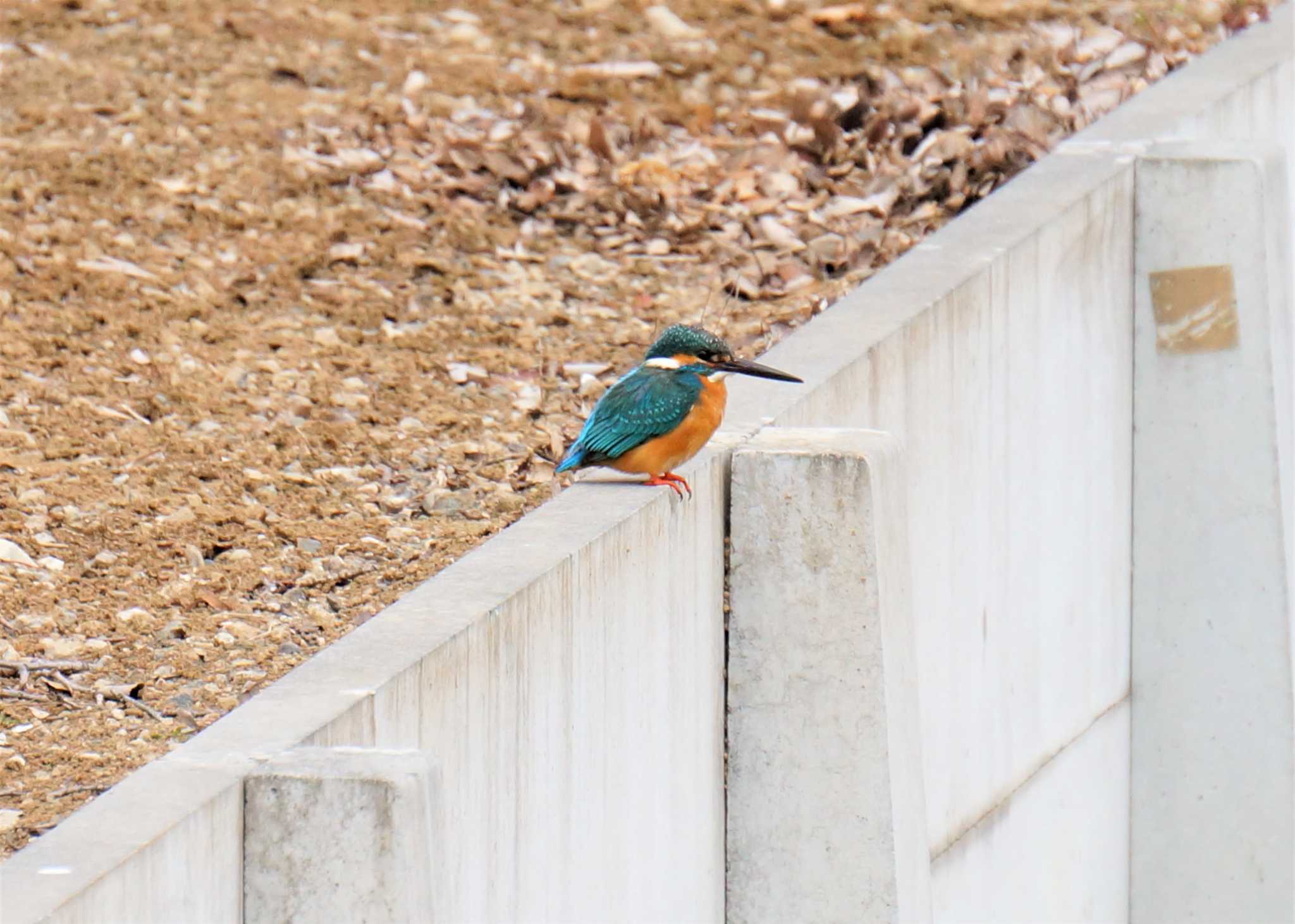 見沼たんぼ カワセミの写真