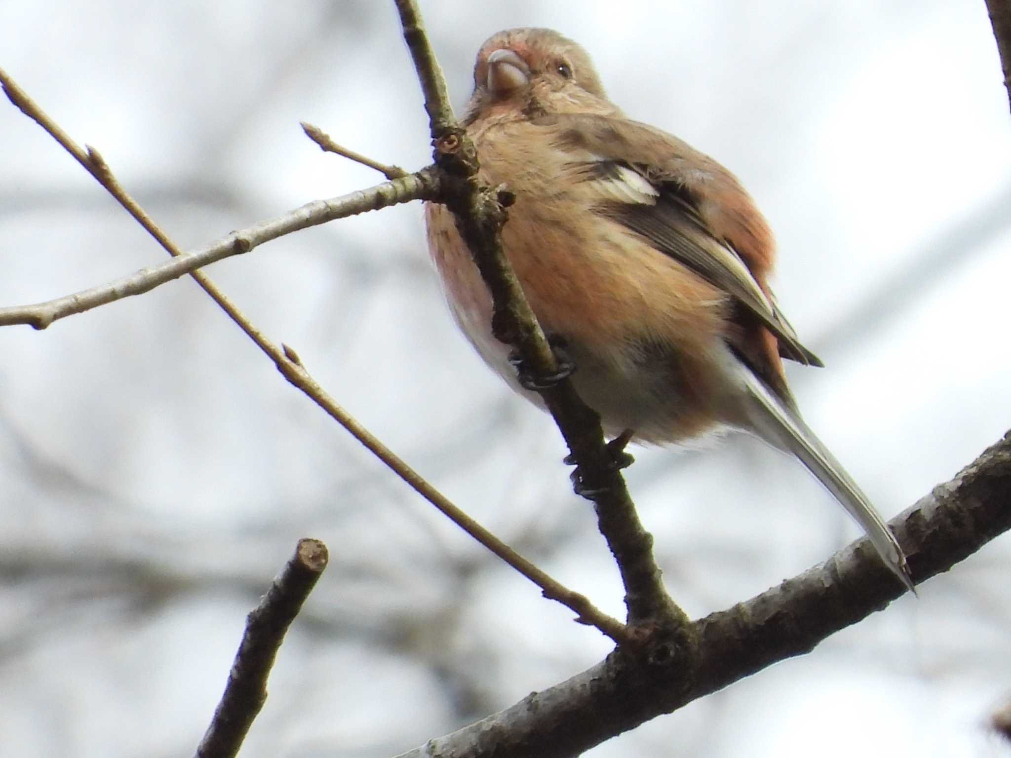 青葉山公園 ベニマシコの写真