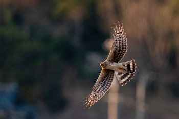 ハイイロチュウヒ 山口県立きらら浜自然観察公園 2021年2月21日(日)