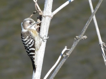 Japanese Pygmy Woodpecker 長岡公園(宇都宮市) Mon, 2/8/2021