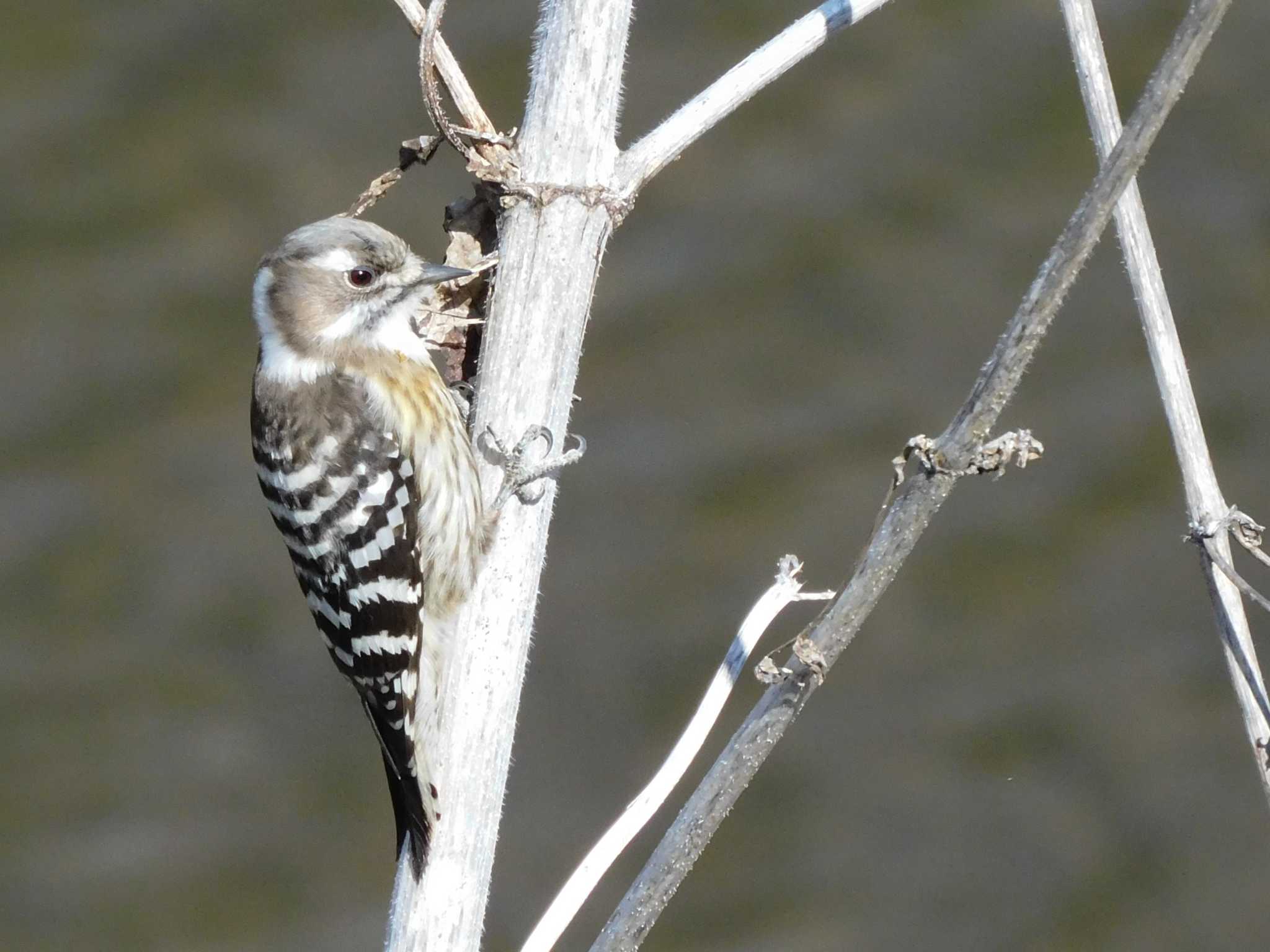 Japanese Pygmy Woodpecker