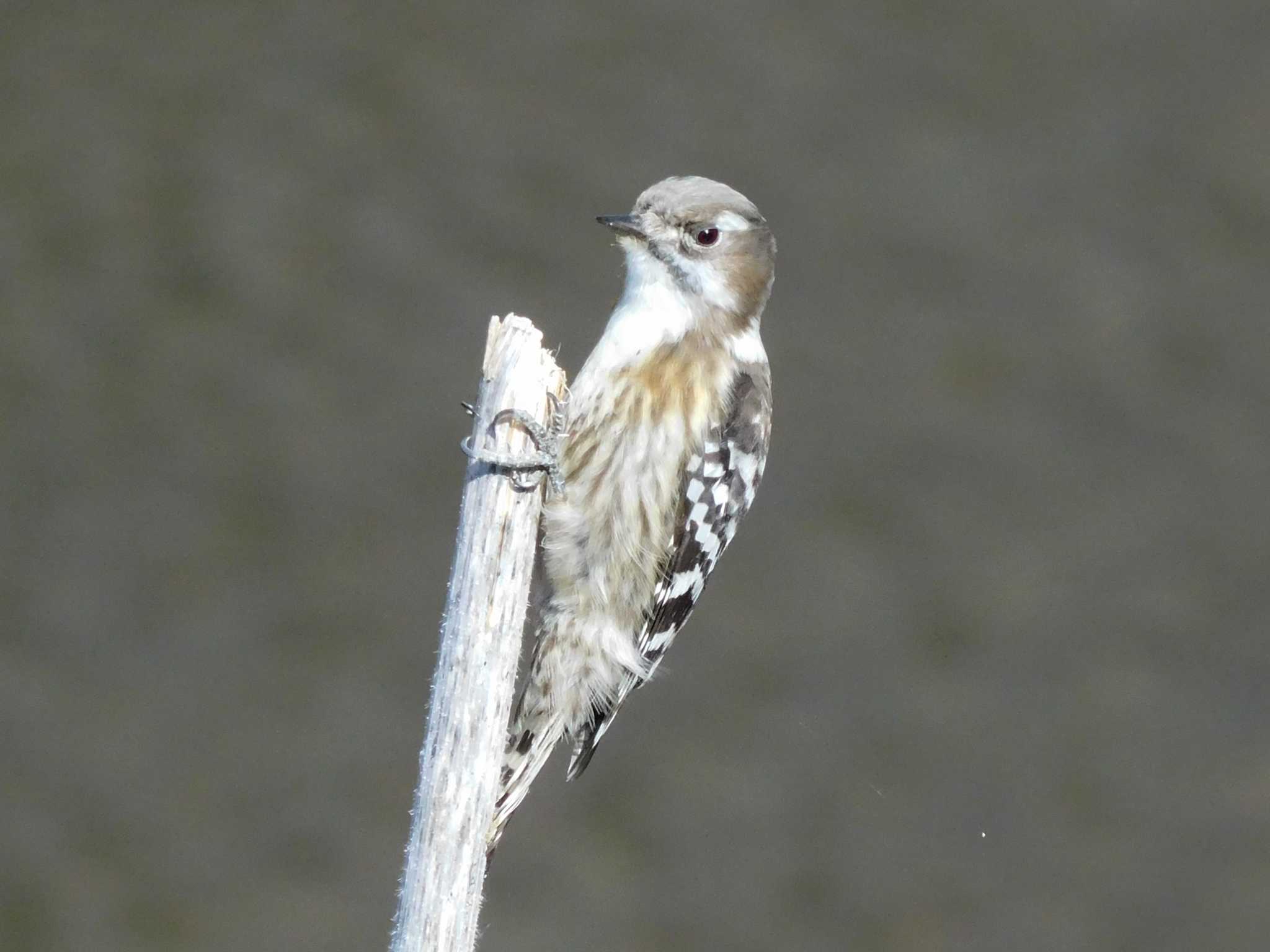 Japanese Pygmy Woodpecker