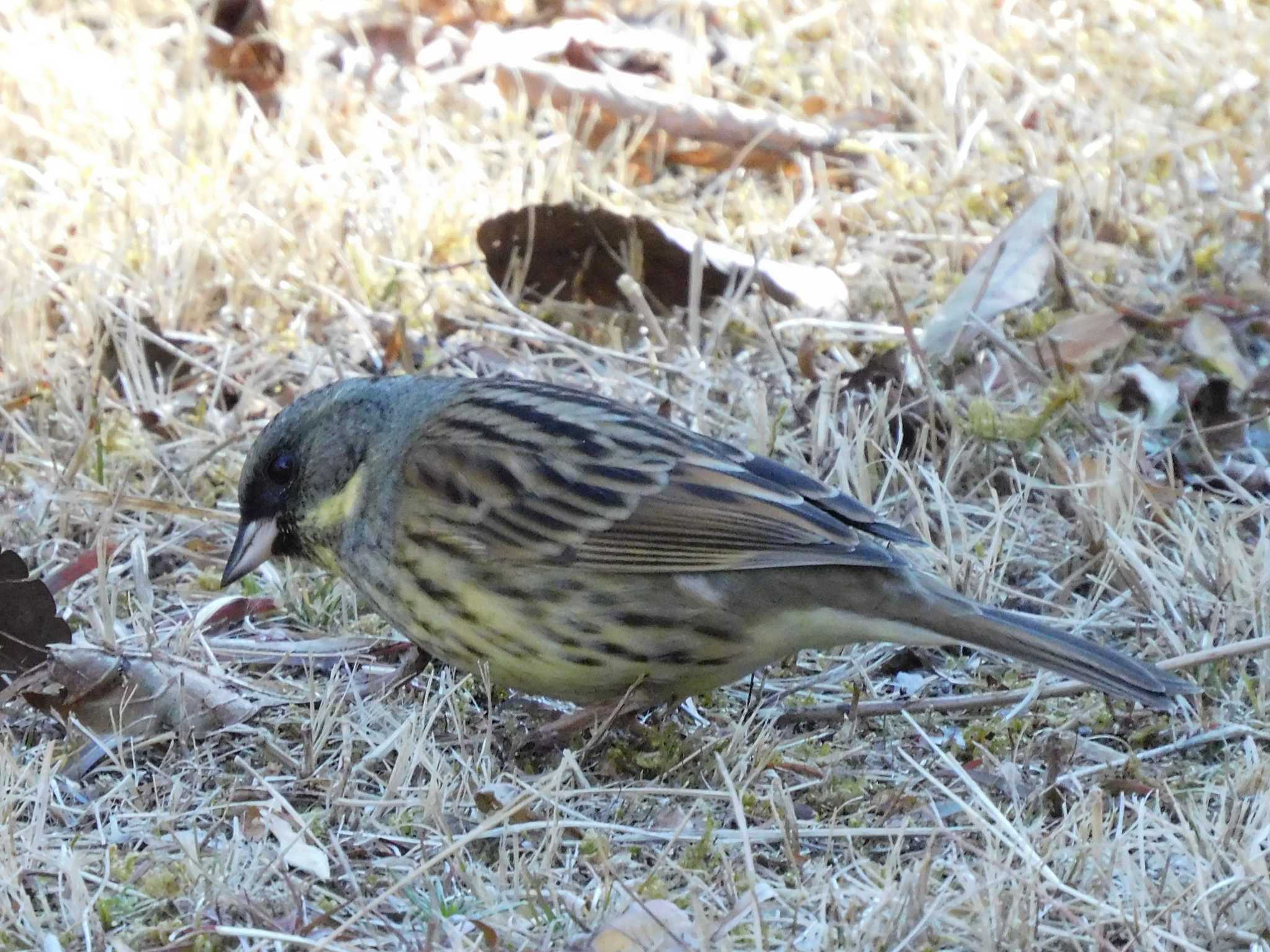 Masked Bunting