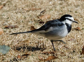 White Wagtail 長岡公園(宇都宮市) Mon, 2/8/2021