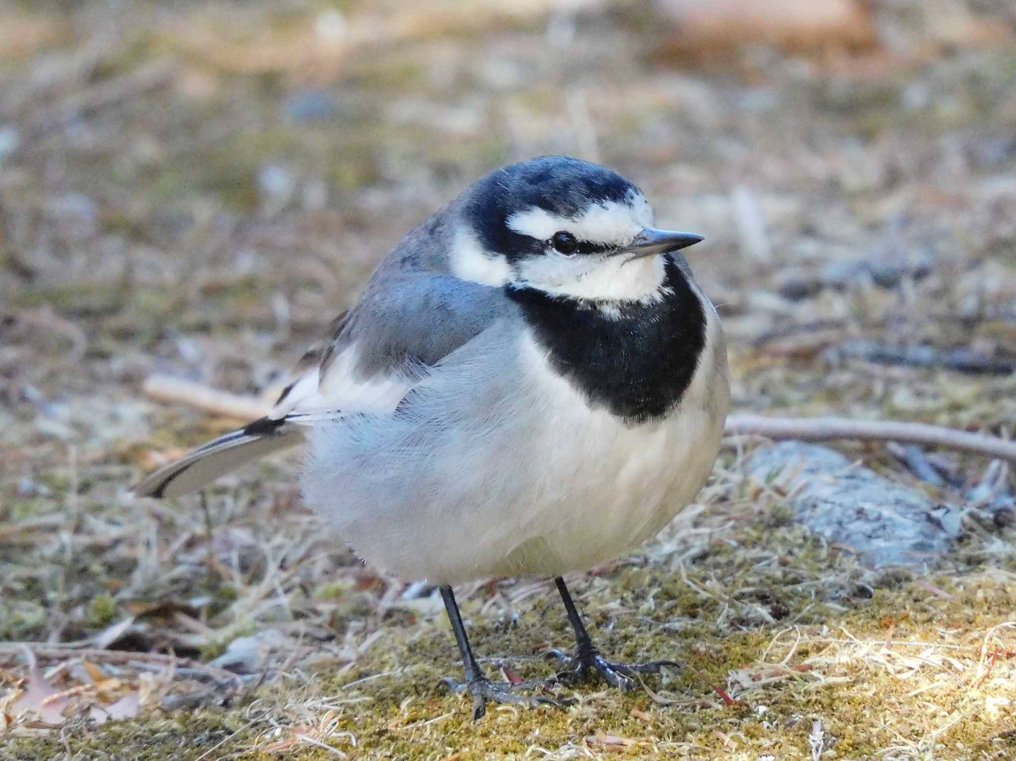 White Wagtail