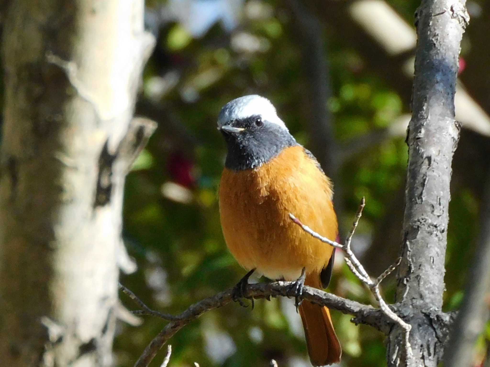 Daurian Redstart