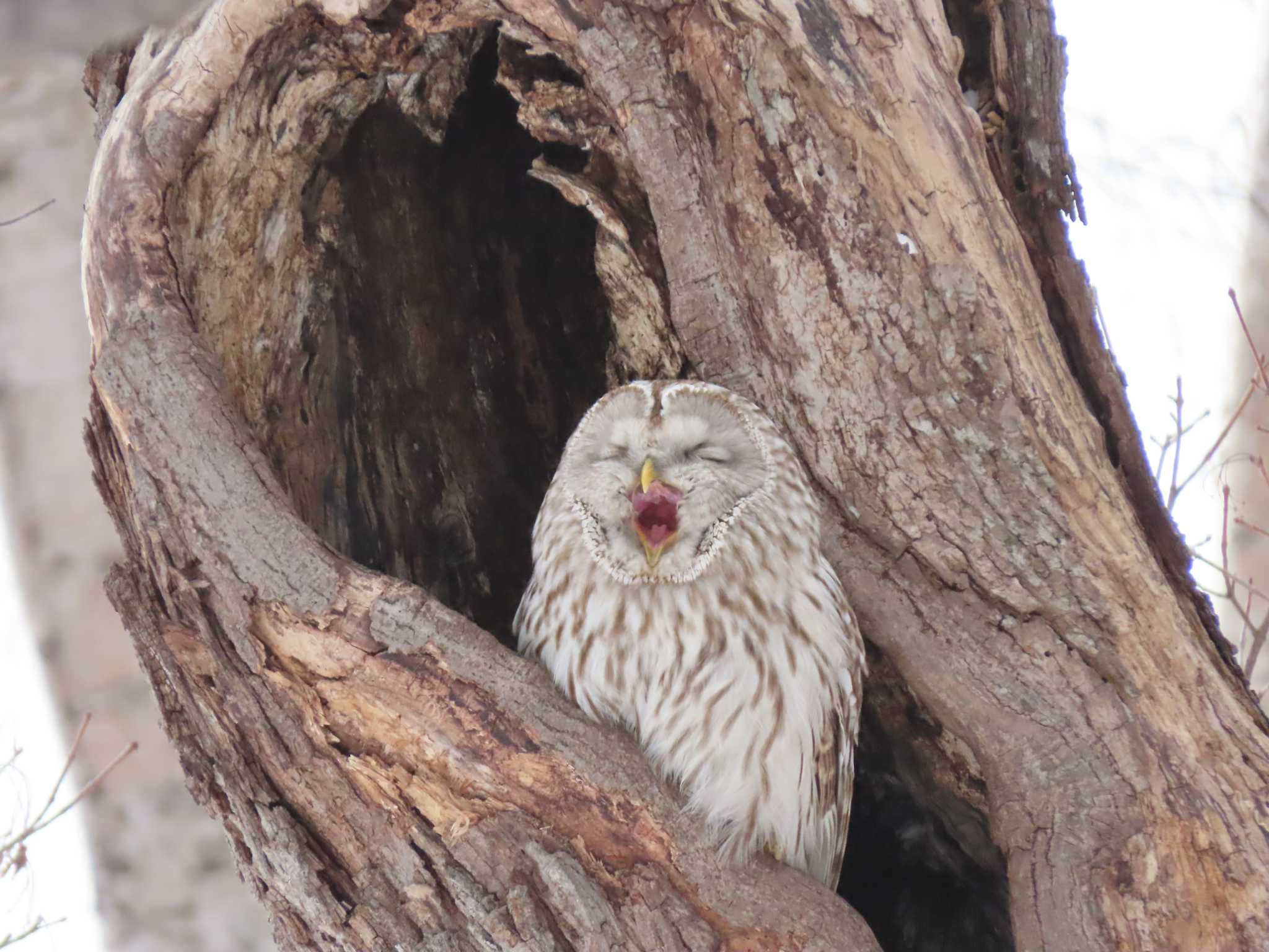  エゾフクロウの写真 by くまちん