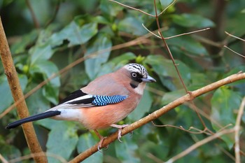 Eurasian Jay Unknown Spots Sun, 2/21/2021