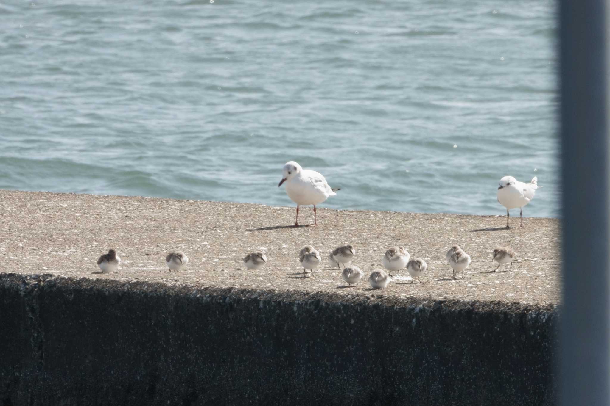 ふなばし三番瀬海浜公園 ハマシギの写真 by とみた