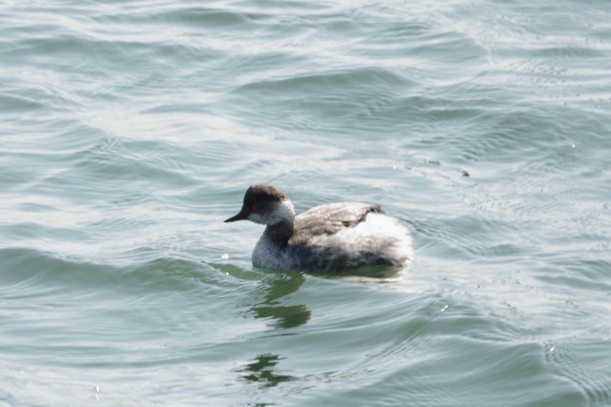 ふなばし三番瀬海浜公園 ハジロカイツブリの写真 by とみた