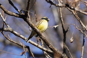 アオジ 長池公園 2021年1月2日(土)