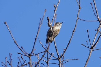 コゲラ 長池公園 2021年1月2日(土)