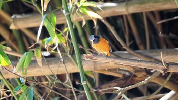 Daurian Redstart 茨城県 Sat, 12/26/2020