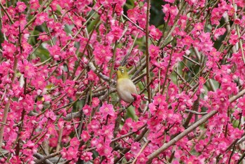 2021年2月26日(金) 東京都北区の野鳥観察記録