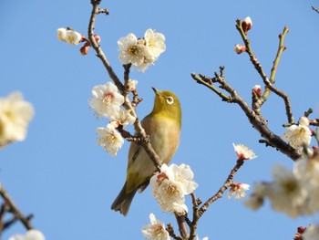 メジロ 場所が不明 2021年2月21日(日)