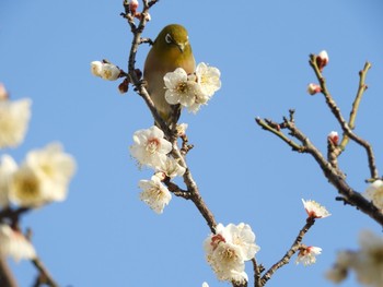 Warbling White-eye 綱引天満宮 Sun, 2/21/2021