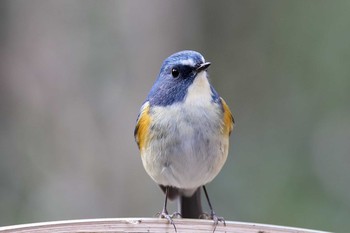 Red-flanked Bluetail Meiji Jingu(Meiji Shrine) Thu, 1/19/2017