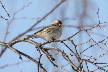 Fri, 2/26/2021 Birding report at 北海道 函館市 東山