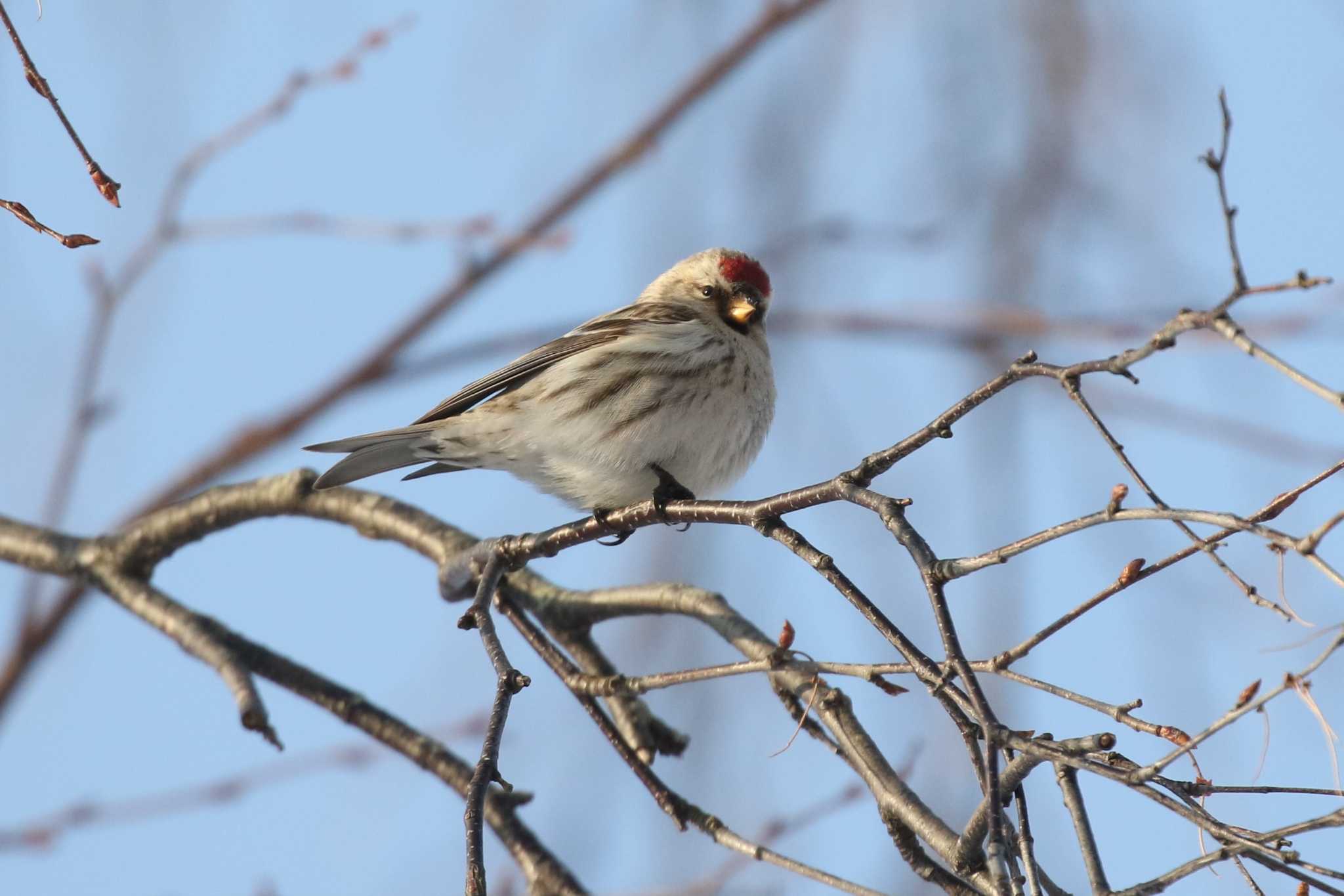 Common Redpoll