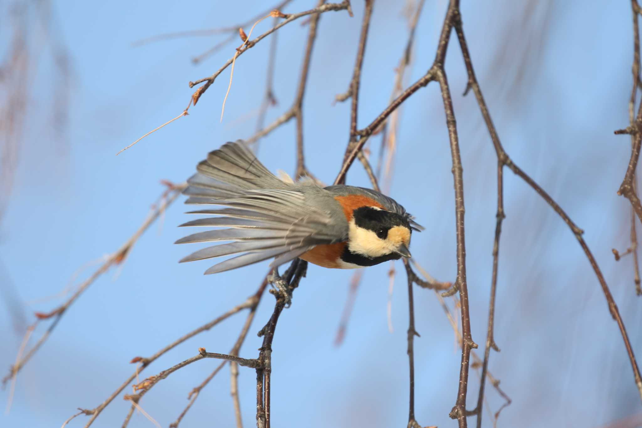 Varied Tit