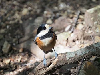 Varied Tit 岐阜公園 Tue, 2/23/2021