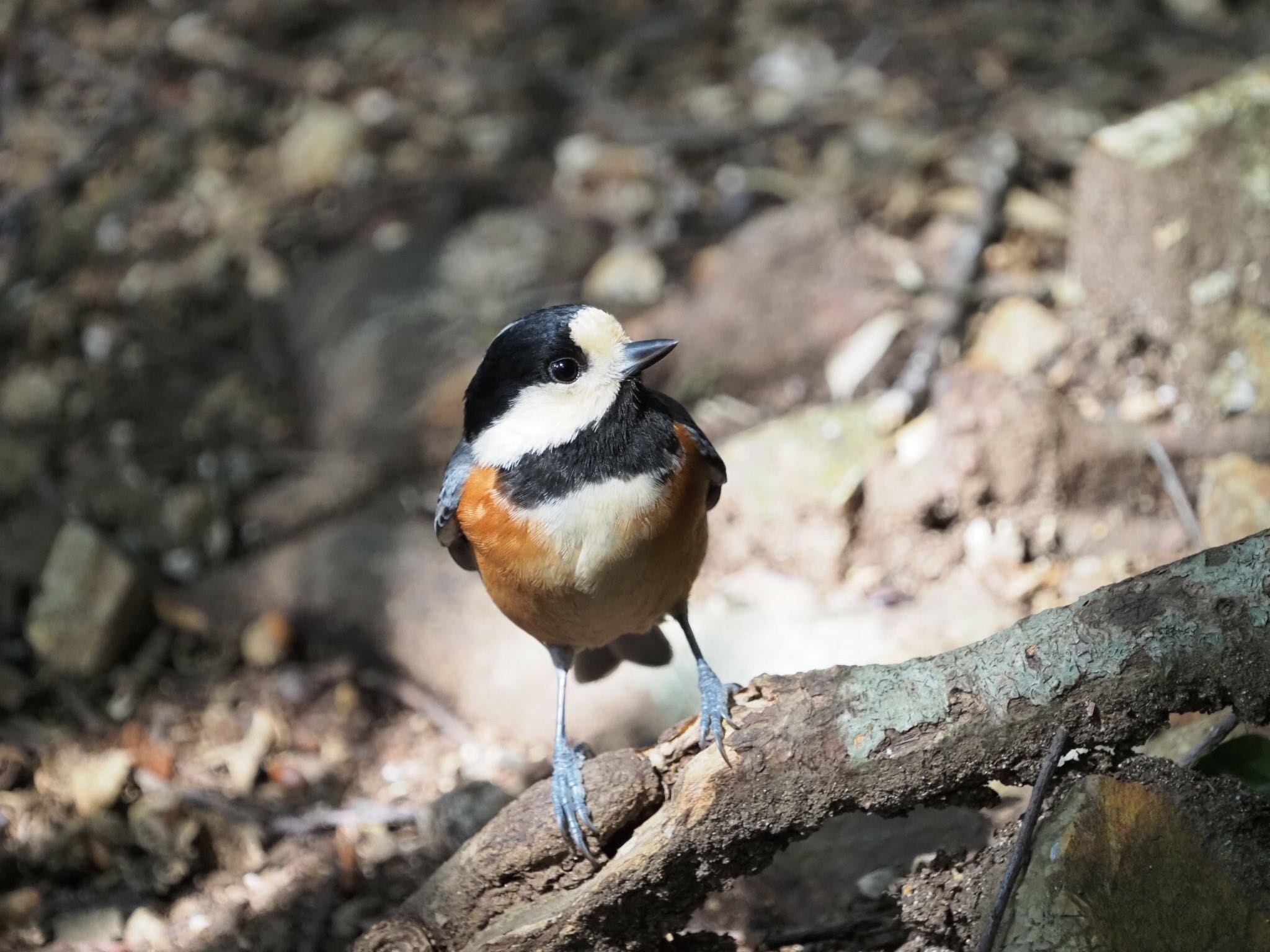 Photo of Varied Tit at 岐阜公園 by 未月